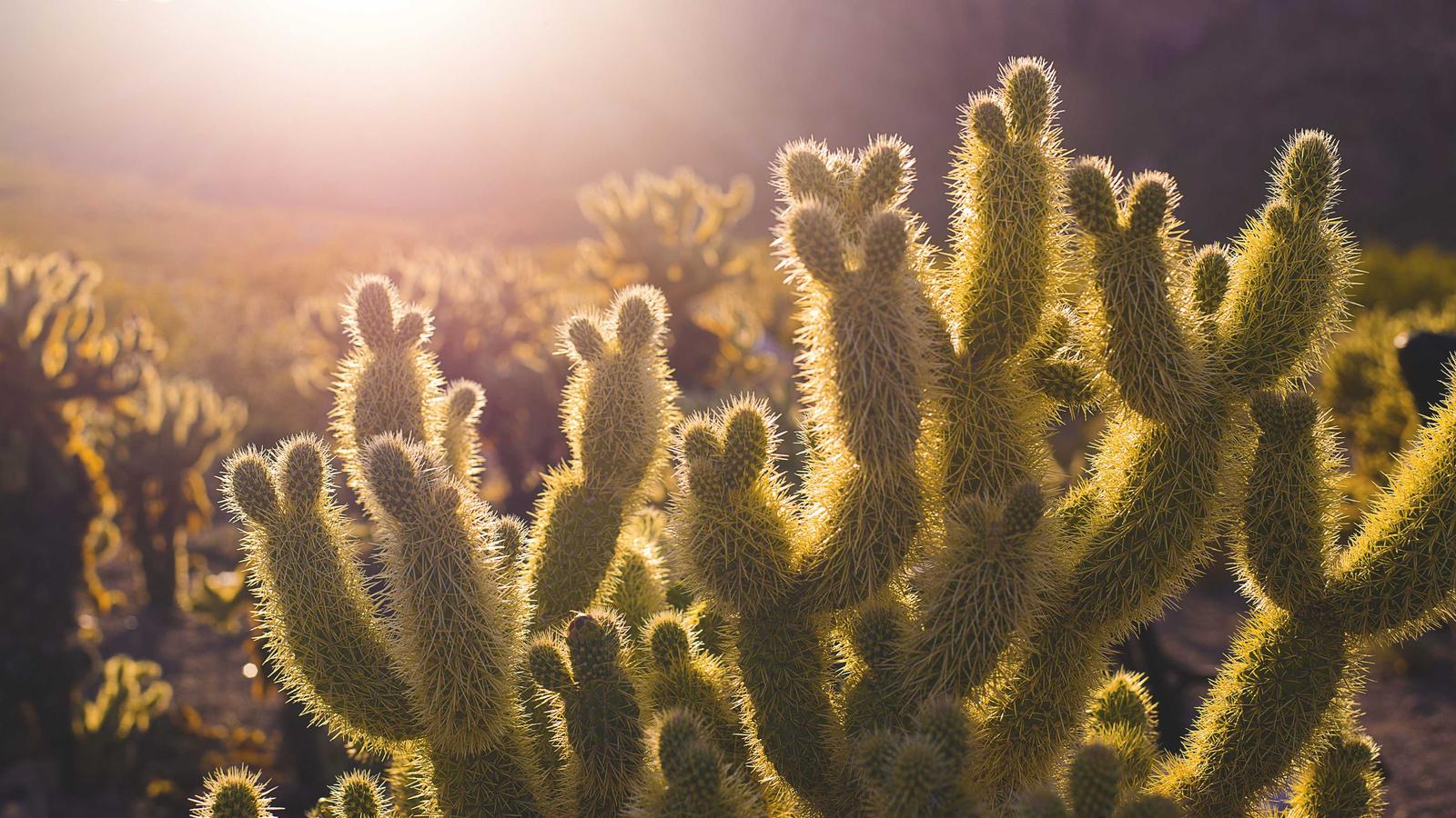 The Best Tripsy Alternative in 2026 (That Works on Android Too)